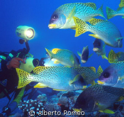 VIDEOMAKER AND A SCOOL OF SWEETLIPS by Alberto Romeo 